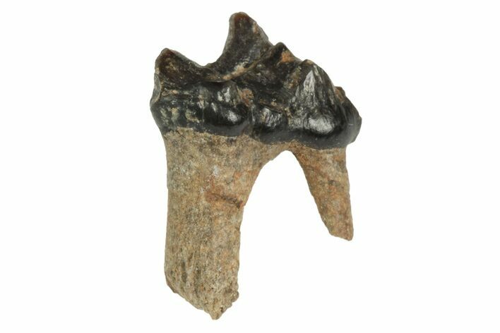 Fossil Early Ungulate (Dremotherium) Tooth - France #218526